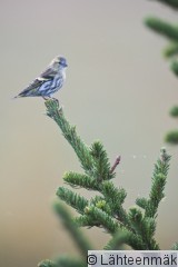 000013 Vihervarpunen_17092011_Kokemäki Puurijärvi.jpg