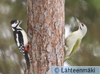 000110 Harmaapäätikka koiras ja käpytikka koiras_14022009_Mouhijärvi Salmi.jpg