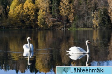 000330 Kyhmyjoutsen_09102011_Mouhijärvi Salmi.jpg