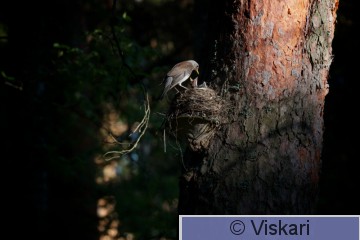 sami-viskari-räkättirastas.jpg