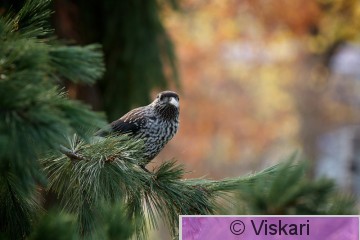 sami-viskari-pähkinähakki.jpg