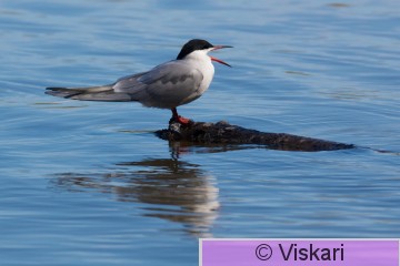 sami-viskari-kalatiira.jpg