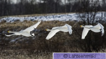 Laulujoutsen41_Reijo Lähteenmäki.jpg