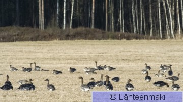 Metsähanhi7_Reijo Lähteenmäki.jpg