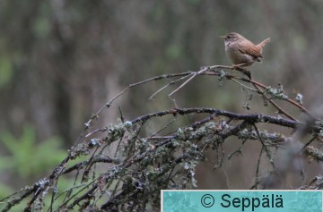 peukaloinen_Kuru140621_iso2.jpg