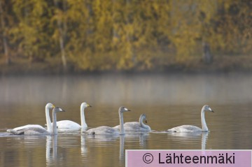 000827 Laulujoutsenia_10102009_Mouhijärvi Tupurlanjärvi.jpg