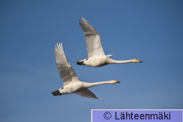 000887 Laulujoutsen_15042011_Huittinen Raijalanjärvi.jpg