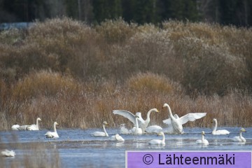 000891 Laulujoutsen_17042011_Suodenniemi Koivuniemenjärvi.jpg