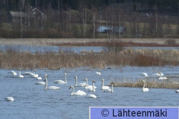 000907 Laulujoutsen_17042011_Suodenniemi Koivuniemenjärvi.jpg