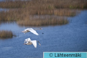 000912 Laulujoutsen nuori_30092011_Kokemäki Puurijärvi.jpg