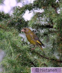 IMG_4938.JPG viherpeippo hämeenkyrö kintus 5.7.2013.jpg