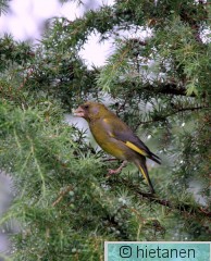 IMG_4944.JPG viherpeippo hämeenkyrö kintus 5.7.2013.jpg