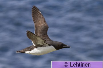 Pohjankiisla, Brünnichs Guillemot, Uria lomvia, Hornoya, Varanger, Norge, 12.6.2013, _0213 2 kopio.jpg