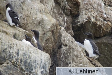 Pohjankiisla, Brünnichs Guillemot, Uria lomvia, Hornoya, Varanger, Norge, 12.6.2013, Lapin ja Norjan reissu kesäkuu 2013, Hornoya, Varanger, Norja 12.6.2013, _4145 2 kopio.jpg