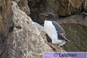 Pohjankiisla, Brünnichs Guillemot, Uria lomvia, Hornoya, Varanger, Norge, 12.6.2013, Lapin ja Norjan reissu kesäkuu 2013, Hornoya, Varanger, Norja 12.6.2013, _4147 kopio.jpg