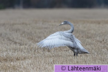 Laulujoutsen48_Reijo Lähteenmäki.jpg