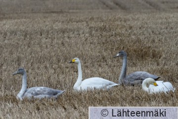 Laulujoutsen49_Reijo Lähteenmäki.jpg