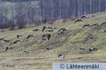 Valkoposkihanhi2_Reijo Lähteenmäki.jpg