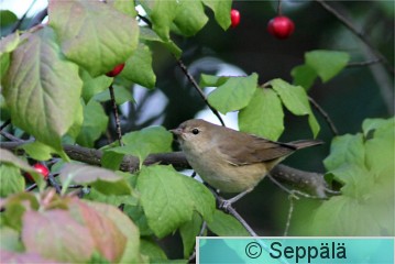 lehtokerttu_Helsinki100908_iso2.jpg