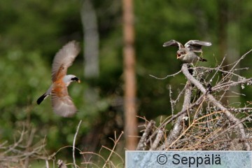 pikkulepinkainen_ruokinta_Kuru090727_iso.jpg