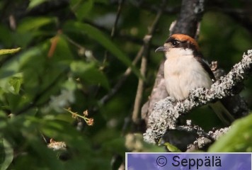 punapaalepinkainen_Espoo110531_iso.jpg