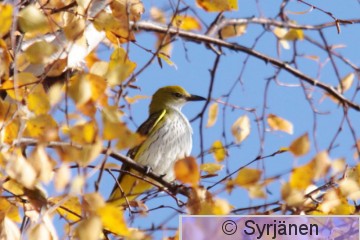 Oriori_Tampere_20091013_2.jpg