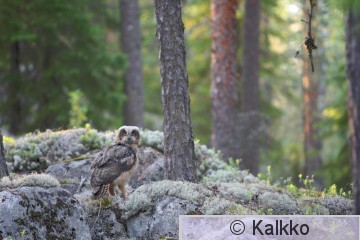 huuhkaja 083.jpg