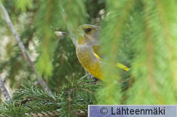 104 Viherpeippo, koiras 02052008_Mouhijärvi, Salmi.jpg