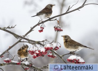 Räkättirastas37_Reijo Lähteenmäki.jpg