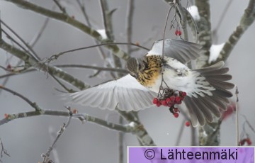 Räkättirastas48_Reijo Lähteenmäki.jpg