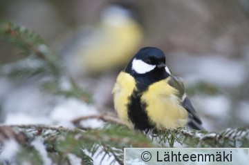 000167 Talitiainen koiras_02012010_Mouhijärvi Salmi.jpg