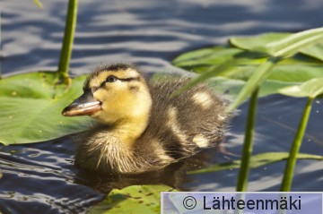 000173 Sinisorsa poikue_27062009 Mouhijärvi Salmi.jpg