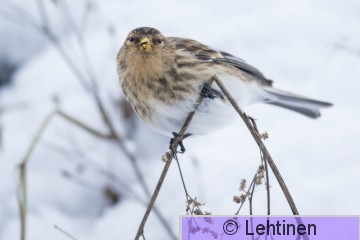 Vuorihemppo, Twite, Carduelis flavirostris, Hankkio, Tampere, Finland, 25.1.2015, (4), _0170_edited-1.jpg