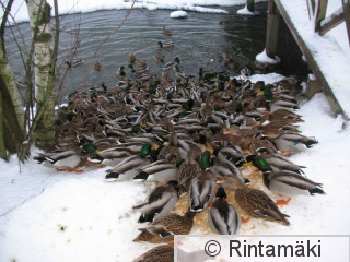 Sinisorsamassaa 16.1.2015 Viinikanoja PRKuva.JPG