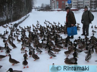 Sinisorsaruokintaa 16.1.2015 Viinikanoja PRKuva.JPG