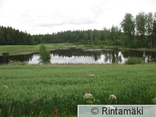 Hämeenkyrö Turkkilan tekoallas 17.7.2011 Pikku uikun vakituinen pesimäaikainen esiintymispaikka PRKuva.jpg