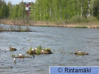 Iidesjärvi länsipää 13.5.2011 Naurulokit PRKuva.jpg