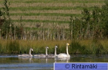 SIPONEN cygcyg_100906_069.JPG