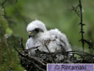 LAURILA 030714-Varpushaukka poikanen pesässä.jpg