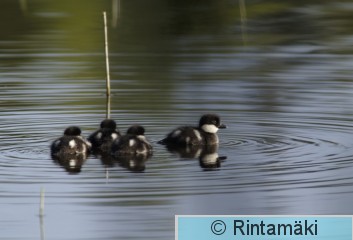 LAURILA 040618-Telkkä POIKUE.jpg