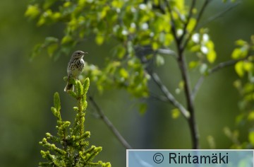 LAURILA 040622-Metsäkirvinen HABITAATTI.jpg