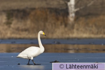 00177 Laulujoutsen 31032007 Hämeenkyrö Sasi Lemmakkalanjärvi.jpg