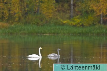 00551 Laulujoutsenia_ 27092008_Mouhijärvi, Salmi.jpg