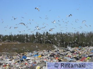 21.3.2015 No kaatopaikka lokit PRKuva.JPG