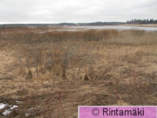 Koivuniemenjärveä Sastamalassa 5.4.2015 PRKuva.JPG