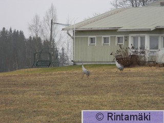 Kurjet ja vanhustentalo Koivuniemenjärvi 7.4.2015 PRKuva.JPG