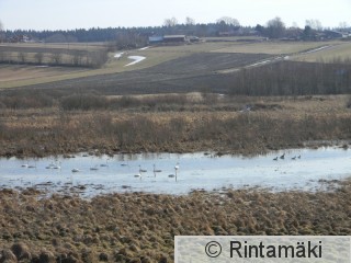 Laulujoutsenia ja kanadanhanhia Hämeenkyrö Sarkkilanjärvi 19.3.2015 PRKuva.JPG