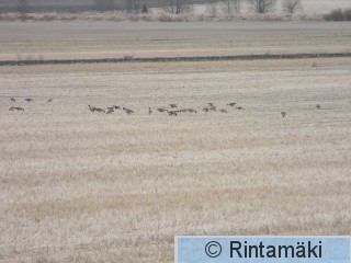 Sastamalan Vaunusuo 6.4.2015 ja metsähanhia PRKuva.JPG