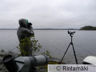 15.5.2015 muutonhavainnointia Ylöjärven Näsijärven Riihiniemessä PRKuva.JPG