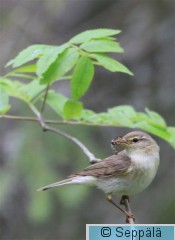 pajulintu_Kuru140621_iso1.jpg